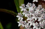 Swamp milkweed